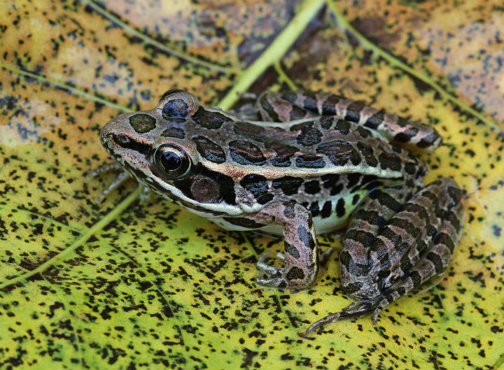 Pickerel Frog